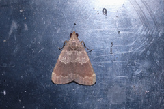 Hydrillodes nilgirialis