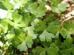 Hydrocotyle batrachium