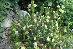 Erica sparrmanni