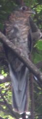 Apaloderma narina narina