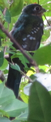 Apaloderma narina narina