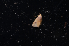 Rivula inconspicua