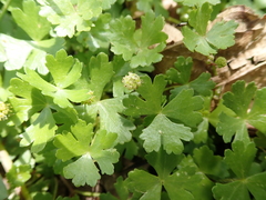 Hydrocotyle batrachium