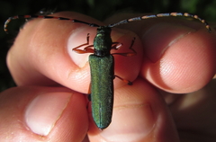 Litopus latipes dispar