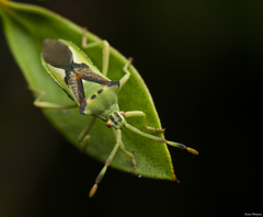 Ceratopachys nigricornis