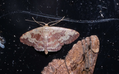 Idaea vacillata