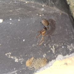 Salticidae
