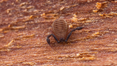 Garypoidea