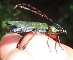 Litopus latipes dispar