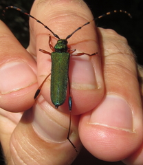 Litopus latipes dispar