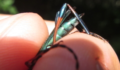 Litopus latipes dispar