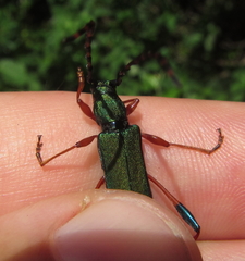 Litopus latipes dispar