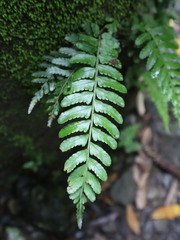 Bolbitis appendiculata