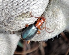Brachinus immaculicornis