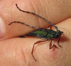 Litopus latipes dispar