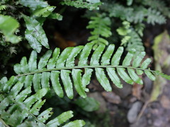 Bolbitis appendiculata