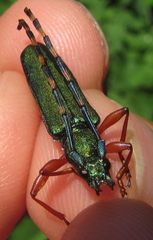 Litopus latipes dispar