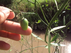 Solanum amygdalifolium