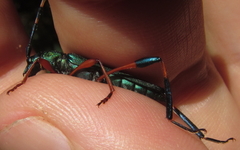 Litopus latipes dispar