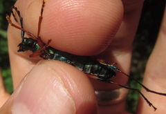 Litopus latipes dispar