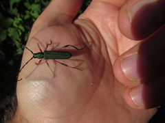 Litopus latipes dispar