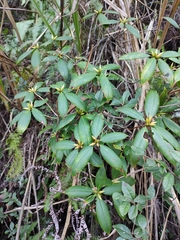 Rhododendron latoucheae