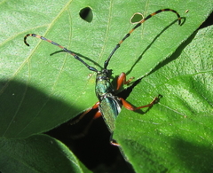 Litopus latipes dispar