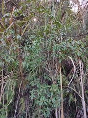 Rhododendron latoucheae
