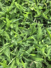Achillea millefolium
