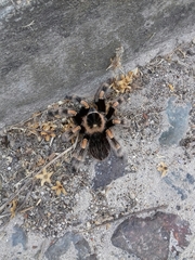 Brachypelma hamorii