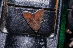 Acosmetia chinensis