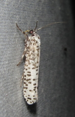 Yponomeuta strigillatus