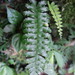 Hymenasplenium subnormale - Photo (c) sandy-huiping, some rights reserved (CC BY-NC), uploaded by sandy-huiping