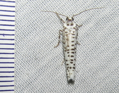 Yponomeuta strigillatus