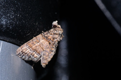 Chlumetia transversa