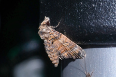 Chlumetia transversa