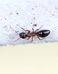 Dolichoderus sibiricus
