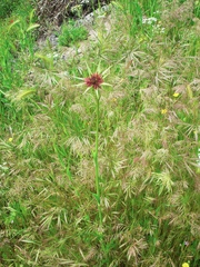 Tragopogon porrifolius porrifolius