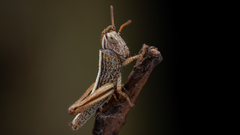 Acrididae