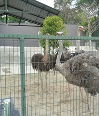 Struthioniformes