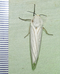 Ustjuzhania lineata