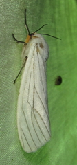 Ustjuzhania lineata