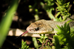 Philodryas nattereri