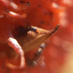 Enchenopa pachycornuta