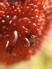 Enchenopa pachycornuta