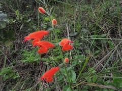 Salvia oppositiflora
