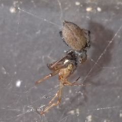 Salticidae