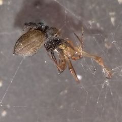 Salticidae