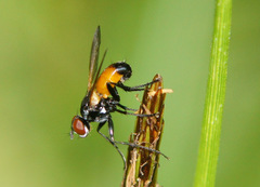 Huttonobesseria verecunda