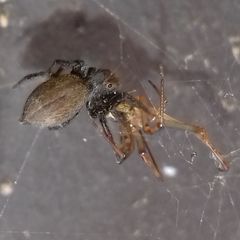 Salticidae